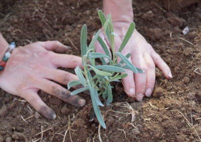 Les mains dans la terre pour planter un planton de lavandin